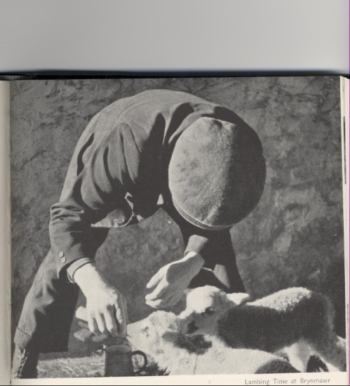 Lambing Time