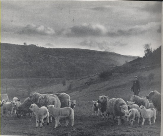 Hafod Farm