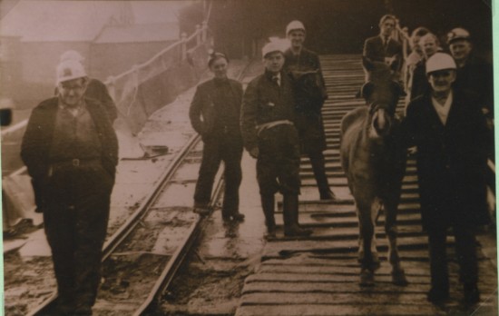 The last pit pony at Marine Colliery