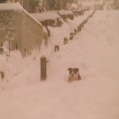 Snow Scene in Ash Grove,Tyllwyn.