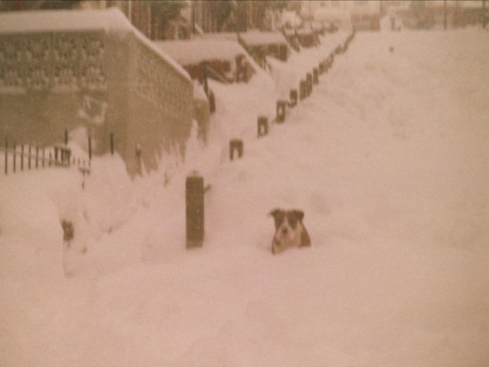Snow Scene in Ash Grove,Tyllwyn.